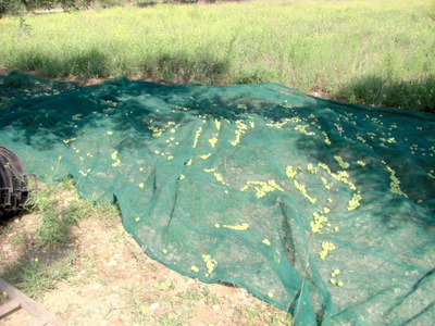 Olive Ground Net.